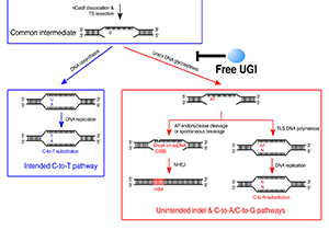 SLST Researchers' Genetic Engineering Findings Published