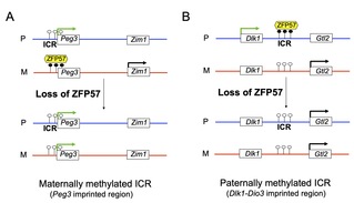 SLST researchers reveal a mechanism for allelic expression switch of imprinted genes