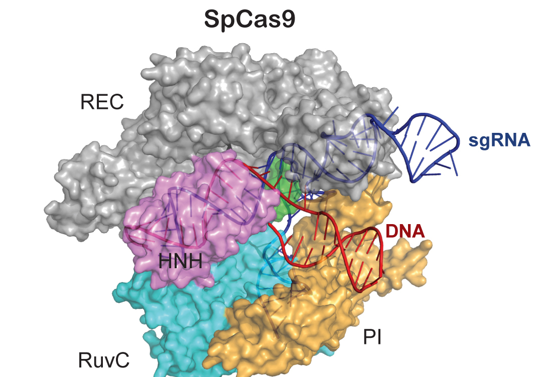 Ji Lab Develops Bacterial Superbug Genome Editing Tool