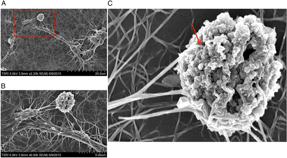 我校免疫化学研究所在《PNAS》发文提出治疗急性骨髓性白血病新策略