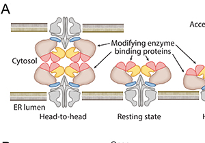 Research Proposes New Concepts in IP3 Receptor Plasticity 