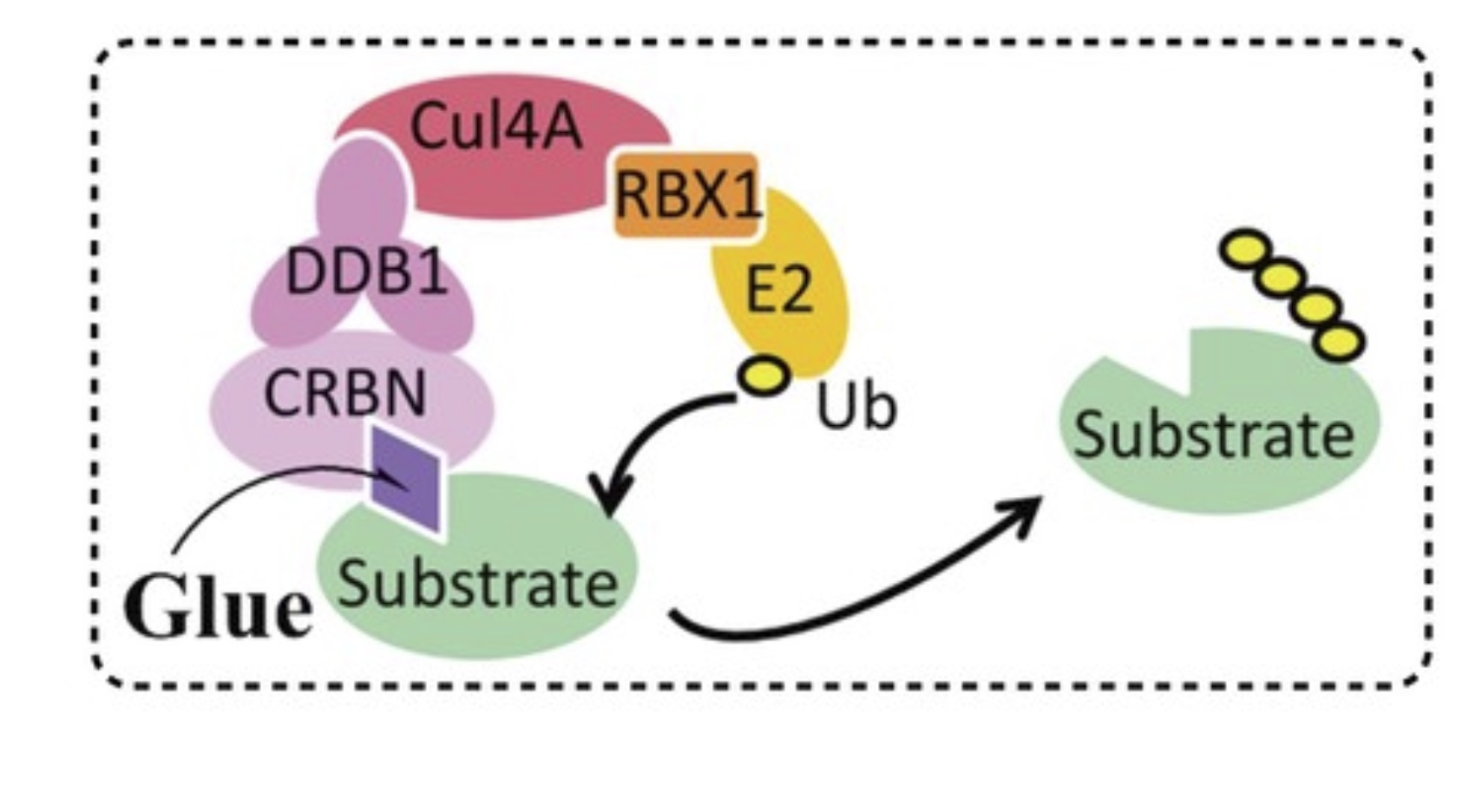 ShanghaiTech-incubated Gluetacs Therapeutics obtains approval for clinical trial in China