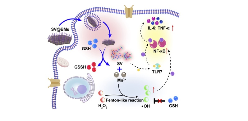 Study reveals Mn-containing nanoparticles to inhibit osteosarcoma   
