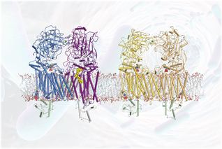 SIAIS Researchers Unveil Structures of Cell Wall Arabinosyltransferases with the First-Line Anti-tuberculosis Drug Ethambutol  