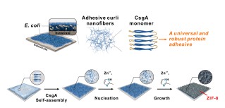SPST Researchers Published in Chemical Science