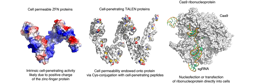 我校免疫化学研究所在《Nature Protocols》发文报道基于核酸酶蛋白质的基因编辑新技术