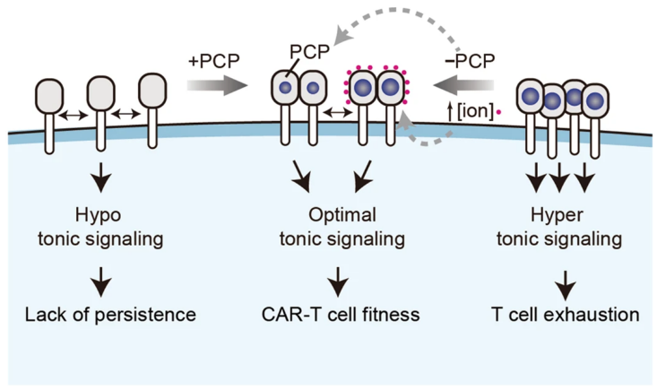 Scientists in the SLST and collaborators develop a CAR rational design platform