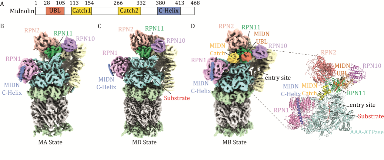 生命学院许文青组揭秘Midnolin-蛋白酶体途径降解蛋白机制，直击“不可成药”靶点