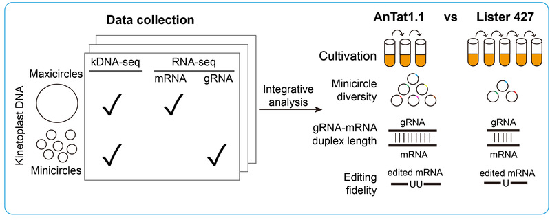 生命学院张力烨组与合作者揭示布氏锥虫线粒体基因组的环境适应性进化，本科生为共同一作