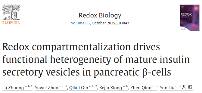 iHuman研究所Raymond Stevens课题组揭示成熟胰岛素分泌囊泡的氧化还原异质性