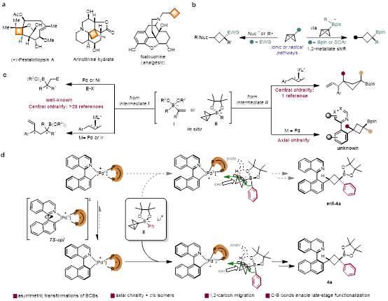 物质学院高得伟课题组利用环张力释放策略构筑轴手性环丁烷硼酸酯
