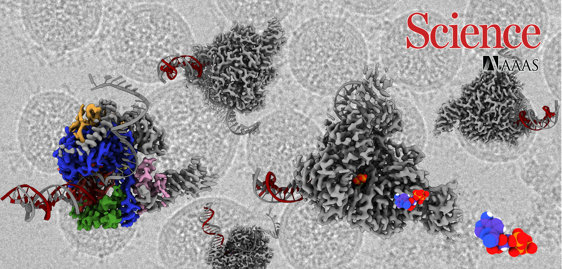 SIAIS Researchers Determine Structure of RNA-Dependent RNA Polymerase - a Major Antiviral Drug Target of COVID-19 Virus