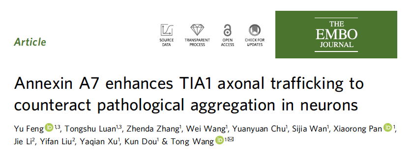 生命学院王彤组发现钙信号调控下的核糖核蛋白颗粒在神经元轴突中运输的新机制