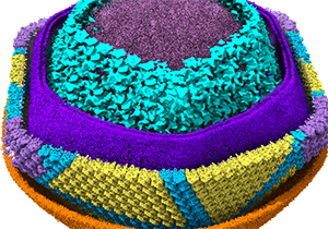 New Research Results Unveil Structure of African Swine Fever Virus 