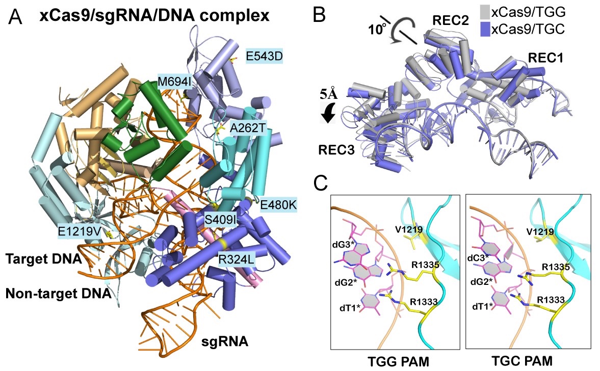Uncovering the Molecular Mechanism of an Evolved Cas9 Nuclease