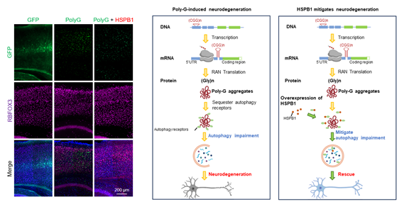 生命学院李磊课题组发现CGG重复序列扩增导致神经退行的新机制